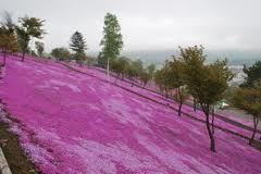 滝上公園の芝桜.jpg